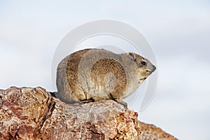 Rock Hyrax or Cape Hyrax, procavia capensis, Adult standing on Rocks, Hermanus in South Africa