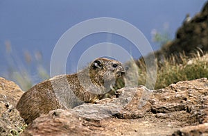 Rock Hyrax or Cape Hyrax, procavia capensis, Adult standing on Rocks, Kenya