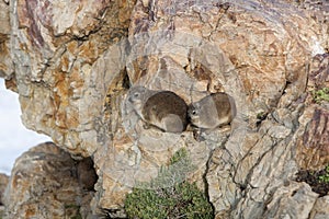 Rock Hyrax or Cape Hyrax, procavia capensis, Adults standing on Rocks, Hermanus in South Africa