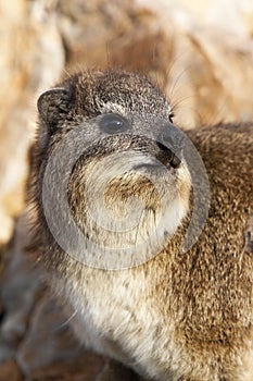 Rock Hyrax or Cape Hyrax, procavia capensis, Hermanus in South Africa