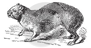 Rock Hyrax or Cape Hyrax or Procavia capensis, vintage engraving