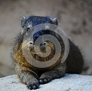 Rock Hyrax at Chester Zoo UK