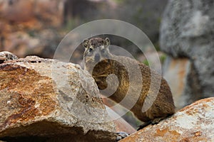 Rock Hyrax In Coastal Rocky Terrain Procavia capensis