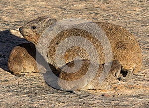 Rock Hyrax or Dassie