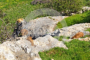 Rock hyrax or dassie, cape hyrax, rock rabbit, rock badger