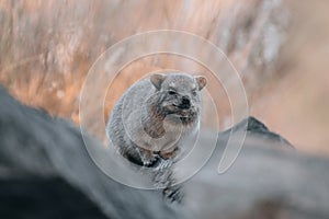 Rock Hyrax, Dassie, Procavia capensis, common in South Africa and Namibia