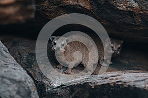 Rock Hyrax, Dassie, Procavia capensis, common in South Africa and Namibia