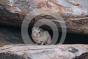 Rock Hyrax, Dassie, Procavia capensis, common in South Africa and Namibia