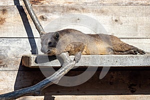 A Rock Hyrax or dassie Procavia capensis resting on a plank