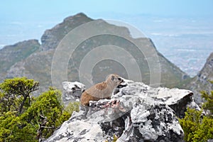 Rock Hyrax dassie or Procavia capensis in Table Mountain National Park above Cape Town