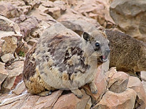 Rock Hyrax or Dassie among the rocks at Mossel Bay