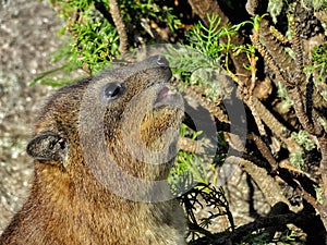 A Rock Hyrax, or & x22;Dassie& x22; seen foraging on top of Table Mountain in Cape Town, South Africa