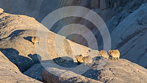 Rock Hyrax or Dassie in South Africa