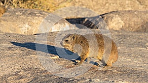 Rock Hyrax or Dassie in South Africa