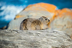 A Rock Hyrax or Dassie in Tsitsikamma National Park, South Africa photo