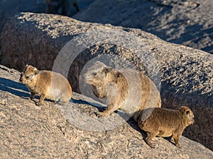 Rock Hyrax or Dassie With Young