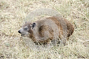 A Rock hyrax in the dry grass of the Serengeti in Tanzania.