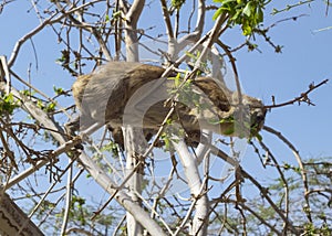 Rock Hyrax Eating in a Tree in Ein Gedi in Israel