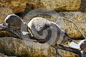 Rock hyrax eating vegetable on stone