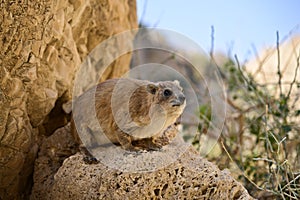 Rock hyrax, Ein Gedi National Park, Israel.