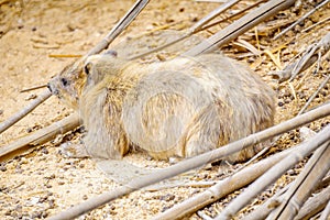 Rock hyrax, in the Ein Gedi Nature Reserve