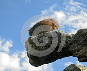 Rock Hyrax enjoy climbing on rock cliff at Cape Good Hope, South Africa