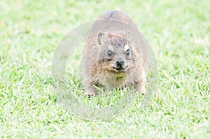 Rock Hyrax face shows forward movement and attack