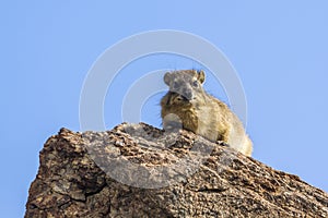 Rock hyrax in Mapungubwe National park, South Africa
