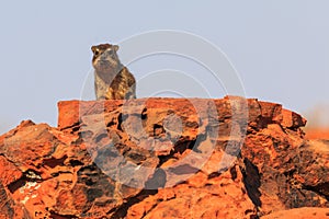 The rock hyrax in natural habitat in Waterberg Plateau National Park. Namibia