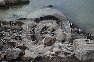 Rock Hyrax and Penguin Colony in Hermanus, Garden Route