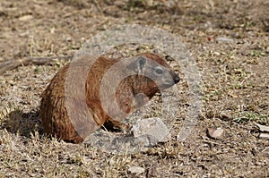 Rock hyrax posing un the sun photo