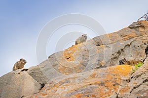 Rock Hyrax Procavia capensi sitting on rock at Table Mountain, Cape Town