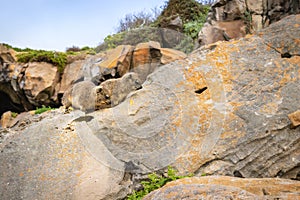 Rock Hyrax Procavia capensi sitting on rock at Table Mountain, Cape Town