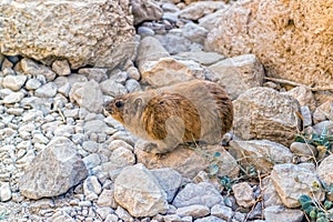 Rock hyrax, Procavia capensis.