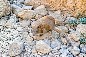 Rock hyrax, Procavia capensis.