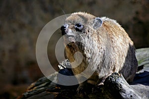 Rock Hyrax (Procavia capensis)