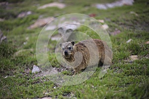 Rock hyrax Procavia capensis