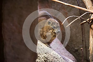 Rock hyrax or Procavia capensis