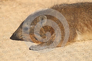 Rock hyrax Procavia capensis