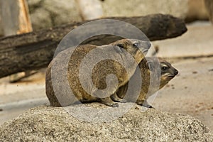 The Rock hyrax Procavia capensis.