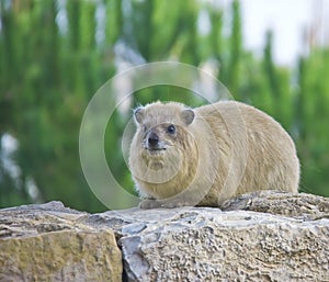 Rock Hyrax (Procavia capensis)