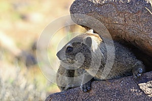 Rock hyrax Procavia capensis