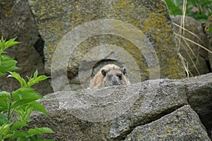 Rock Hyrax - Procavia capensis