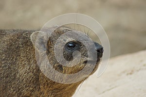 Rock Hyrax - Procavia capensis