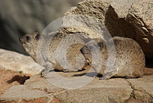 Rock Hyrax - Procavia capensis