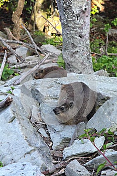 Rock Hyrax (Procavia capensis)