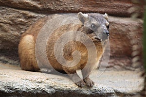 Rock hyrax (Procavia capensis).