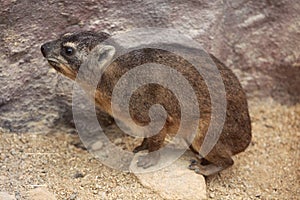 Rock hyrax (Procavia capensis).