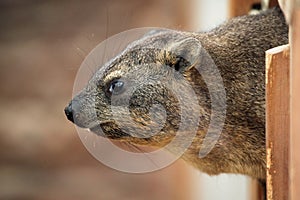 Rock hyrax (Procavia capensis).