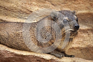 Rock hyrax (Procavia capensis).